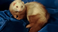 Zašto fereti miris miris kako da biste dobili osloboditi od mirisa